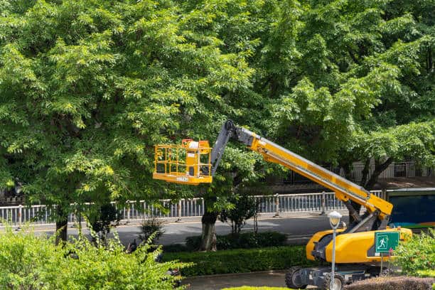 ISA-certified arborist consultation and risk assessment