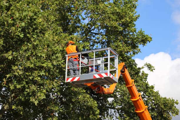 Commercial and HOA tree care and maintenance