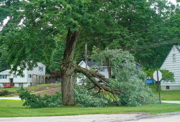24/7 emergency tree service for storm damage