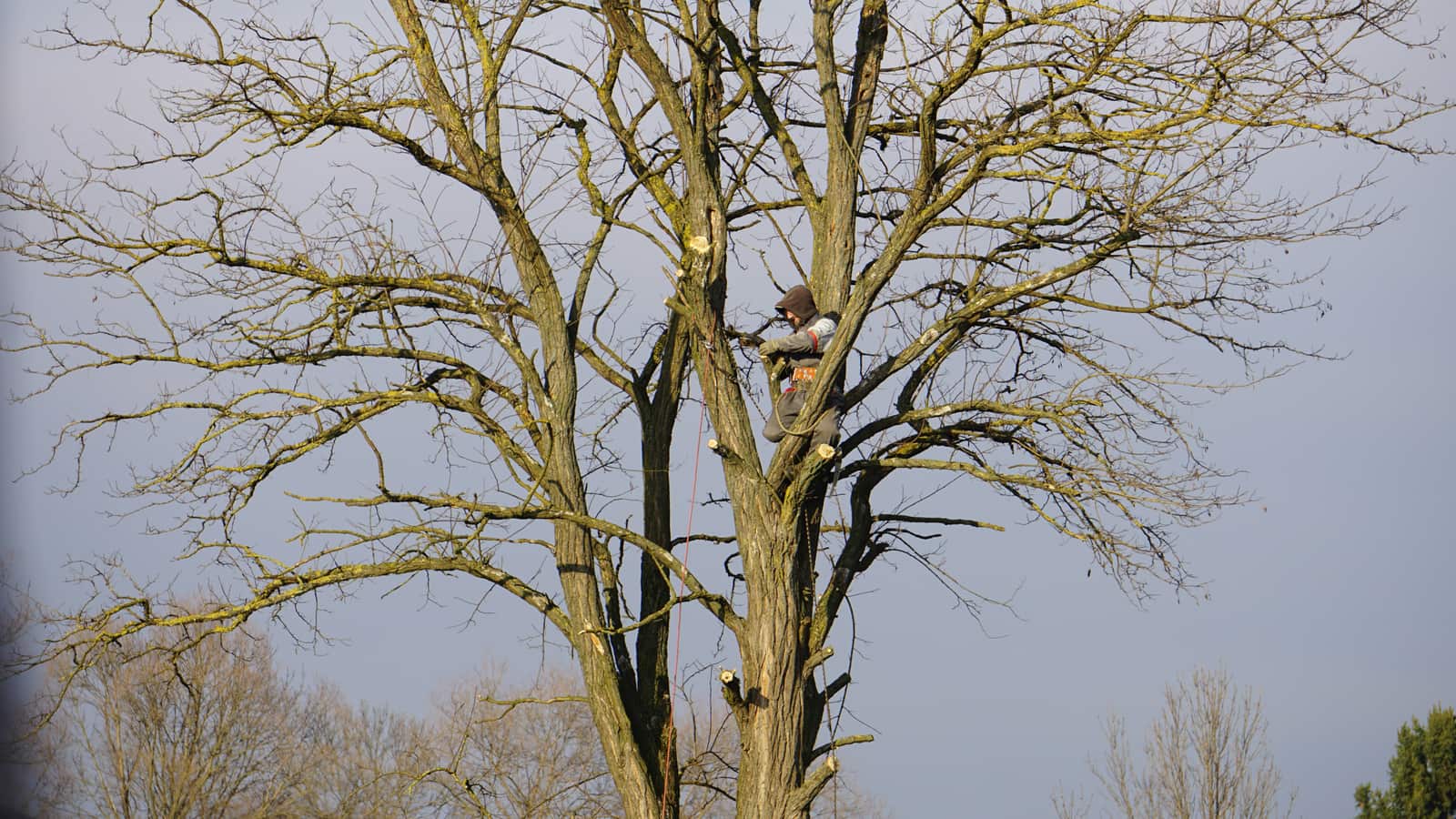 Tree care membership plans for homeowners