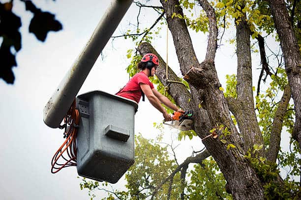 Oak wilt diagnosis and treatment in Central Texas