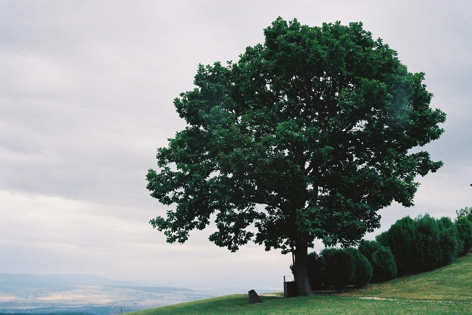 Deep root fertilization and tree feeding