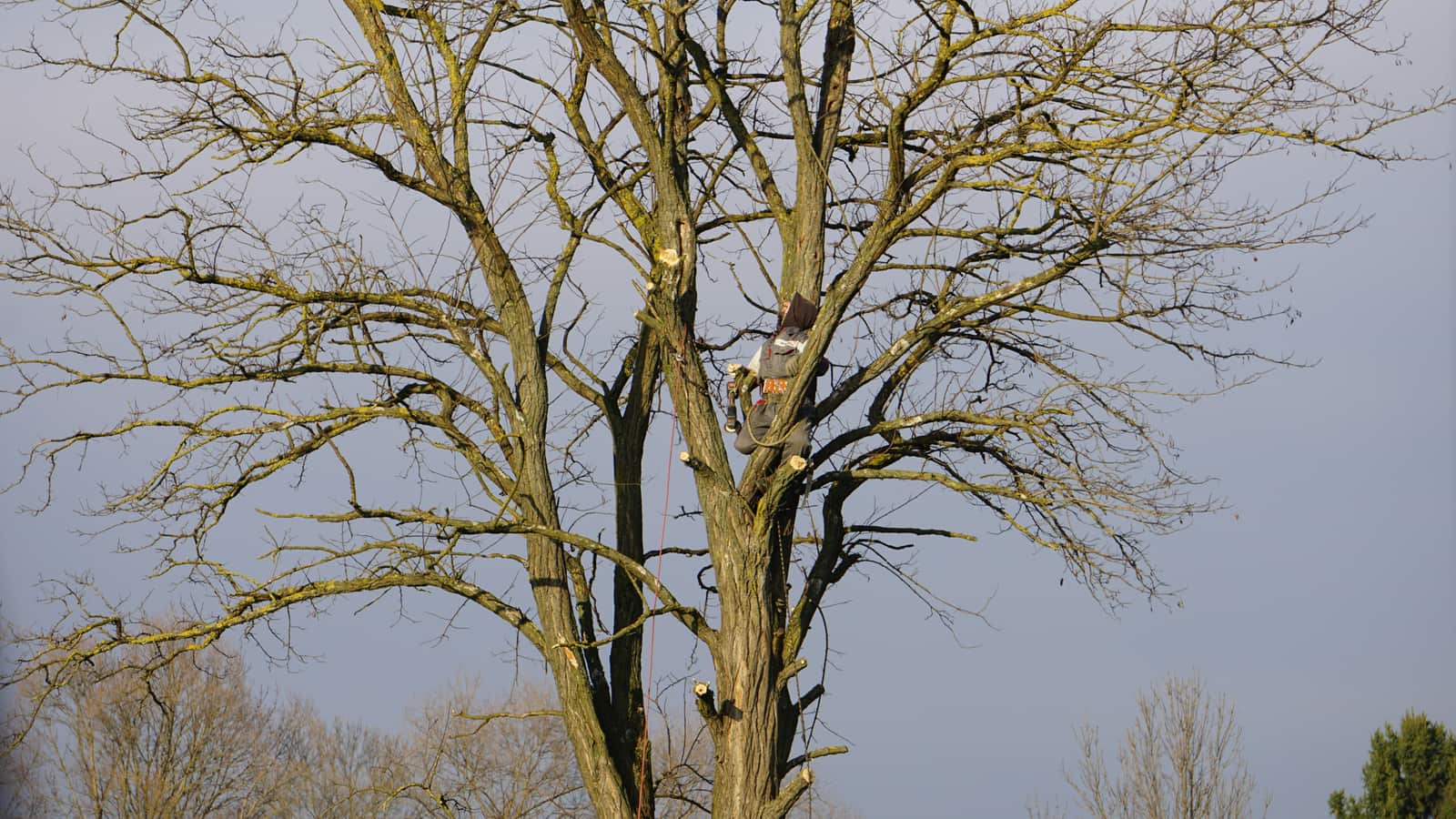 Expert tree planting and species selection