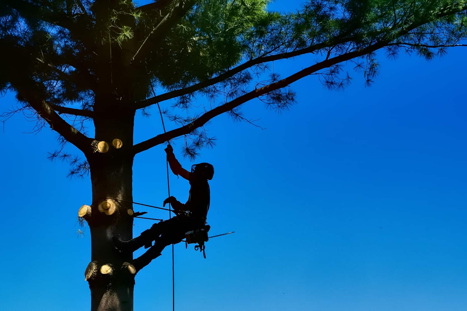 Safe tree removal using precision rigging