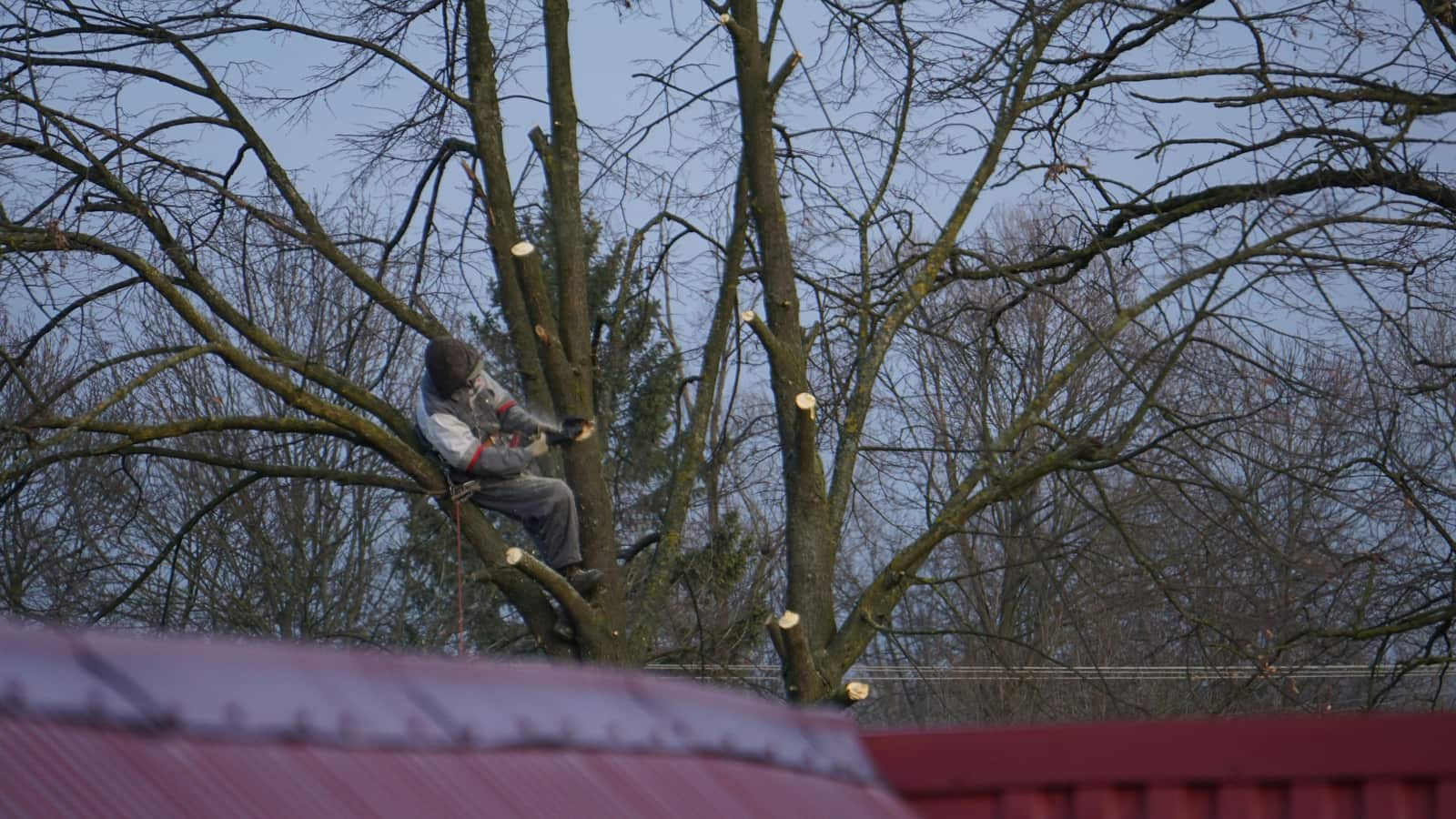 Tree Trimming and Pruning by ISA-certified arborist