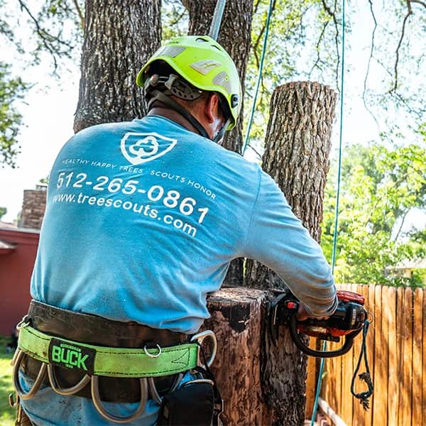 Tree Scouts serving Central Texas